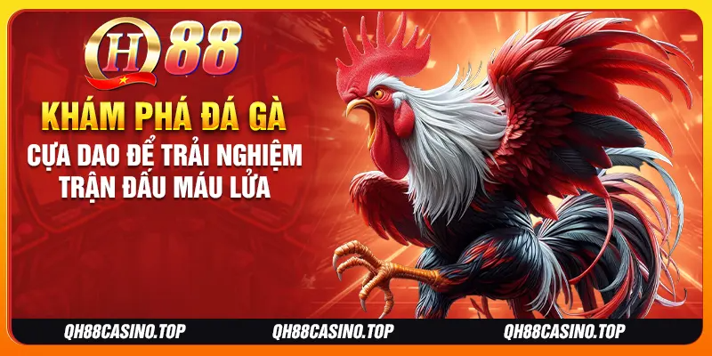 Khám phá đá gà cựa dao để trải nghiệm trận đấu máu lửa