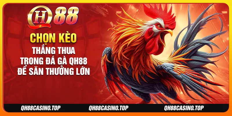 Chọn kèo thắng thua trong đá gà QH88 để săn thưởng lớn